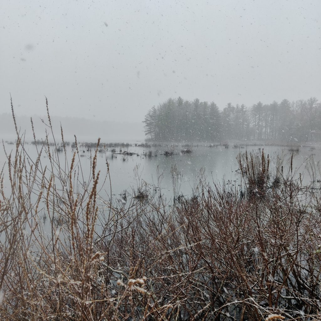 A cold, wet, snowy day on the pond and in the reeds.