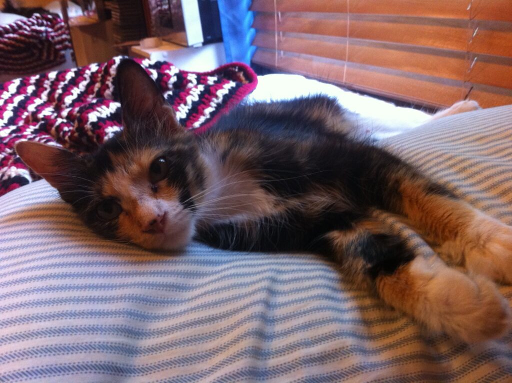 Callie the cat lying on my bed about a week after she came home with me. In this picture, she's still very skinny and her fur hasn't yet returned to its full length.