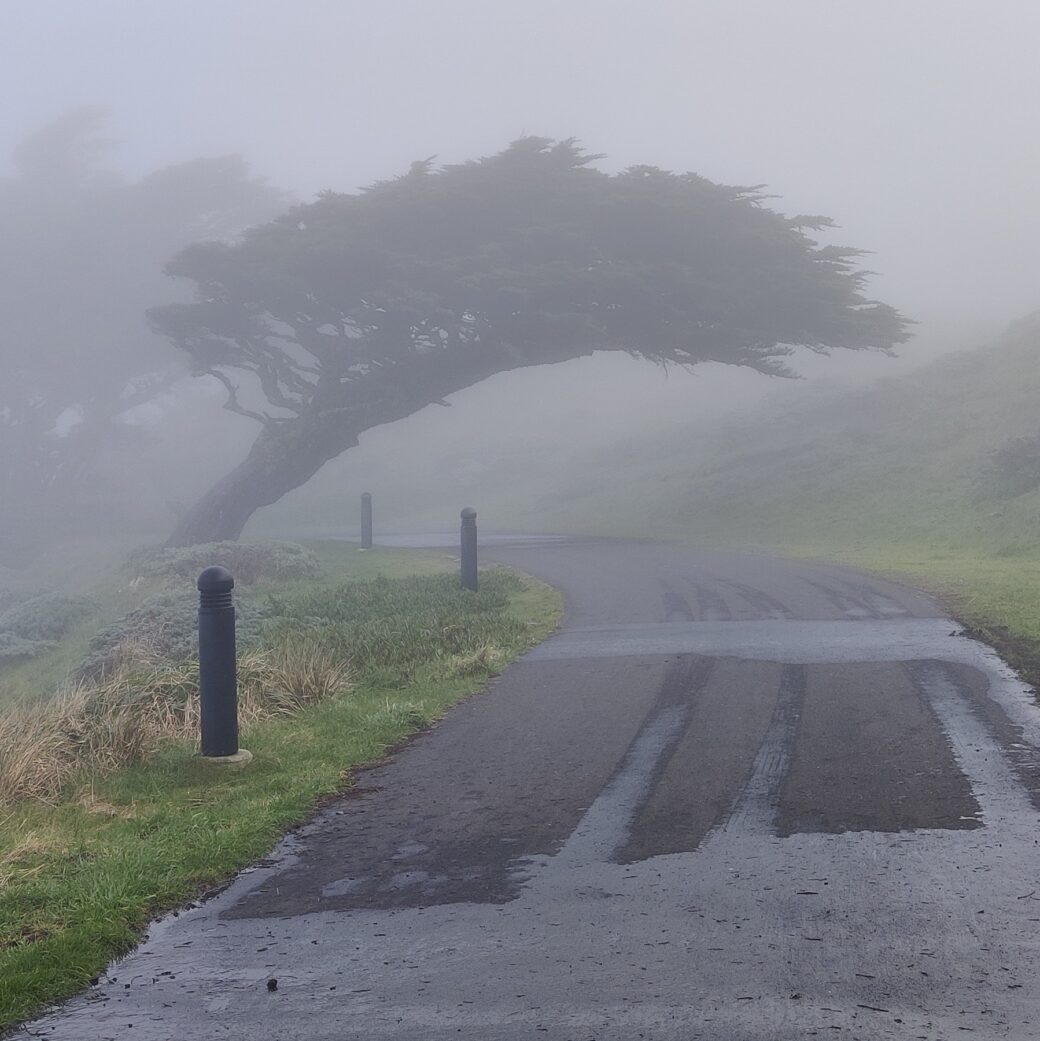 Making and Breaking the Habit Cover Image: a tree leaning sideways at a steep angle over a wide paved path during a very foggy day. Taken at Point Reyes in California USA.