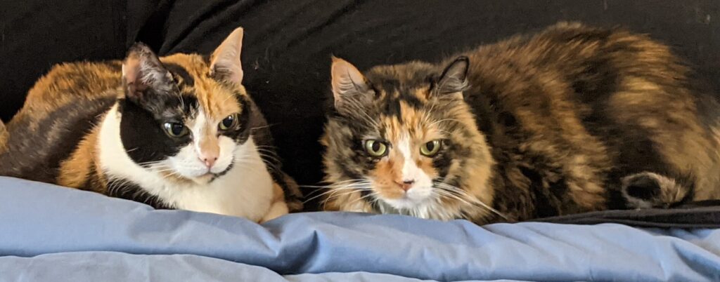 Callie and Monkey, my two cats, snuggling next to each other on my bed. Callie passing will be a loss for Monkey too. 