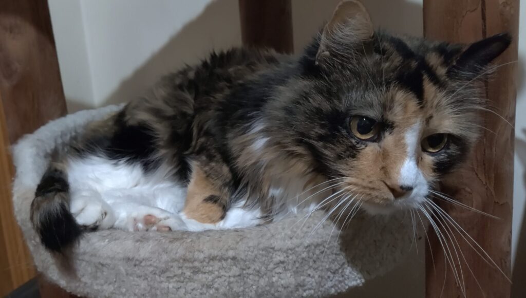 Callie hanging out on her cat tree