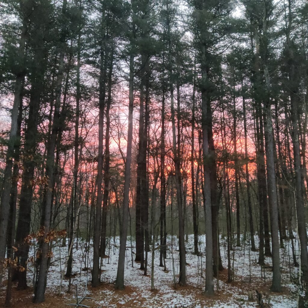 An image of a pink and orange sunset through a pine forest. There is a light layer of snow on the ground.