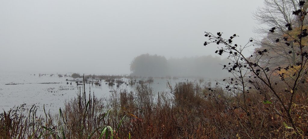 Seasonal Affective Disorder (SAD) can feel like living in a cold fog - image of trees through a gray fog across a pond. Growth in the foreground has turned mostly brown with the passing autumn.