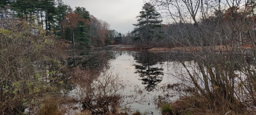 An image of a pond where I like to walk. The surrounding trees have all dropped most of their leaves except for a few evergreens. During this season is when my SAD starts to set in and I need to use my coping strategies.