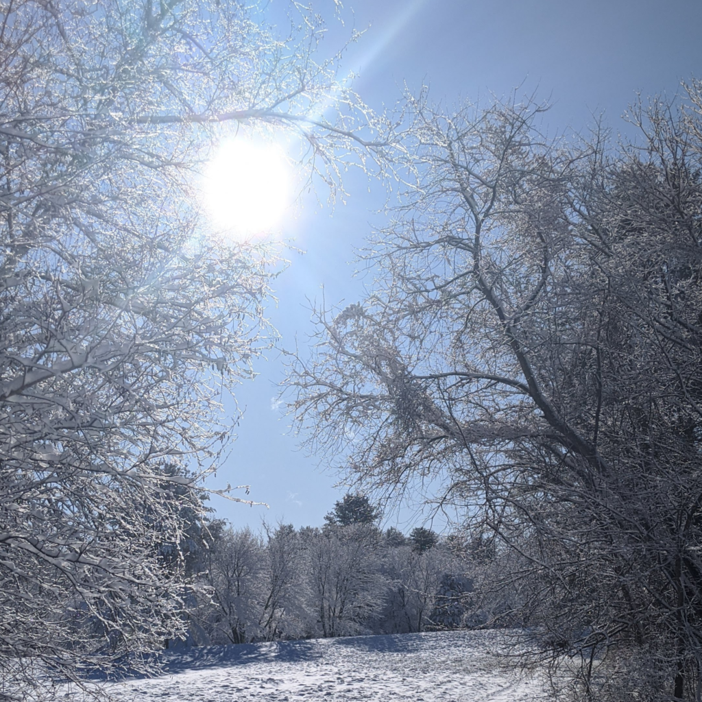 The sun shining brightly through the branches of a snow-covered tree. The sky is a clear, light blue. There is a snowy field and more trees in the background. 